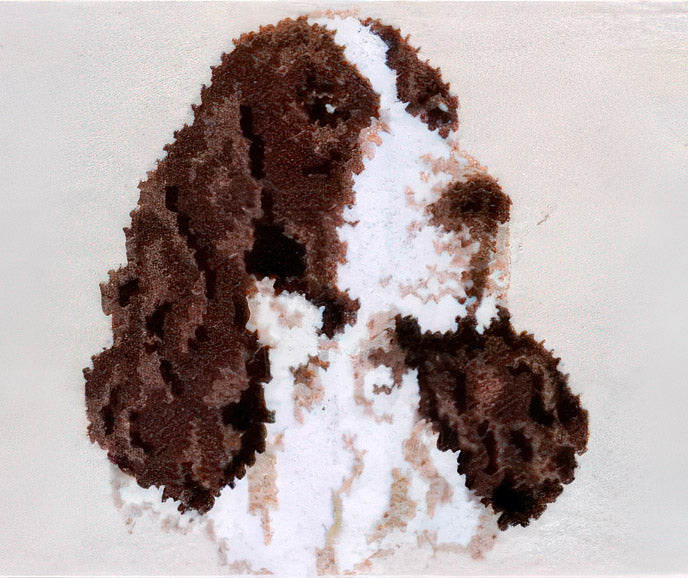 Springer Spaniel Jacket Pattern