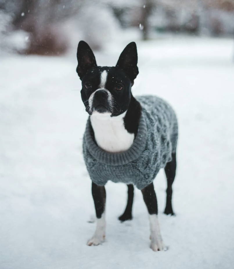 Dog Sweater Patterns: Crochet and Knit