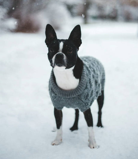 Dog Sweater Patterns: Crochet and Knit