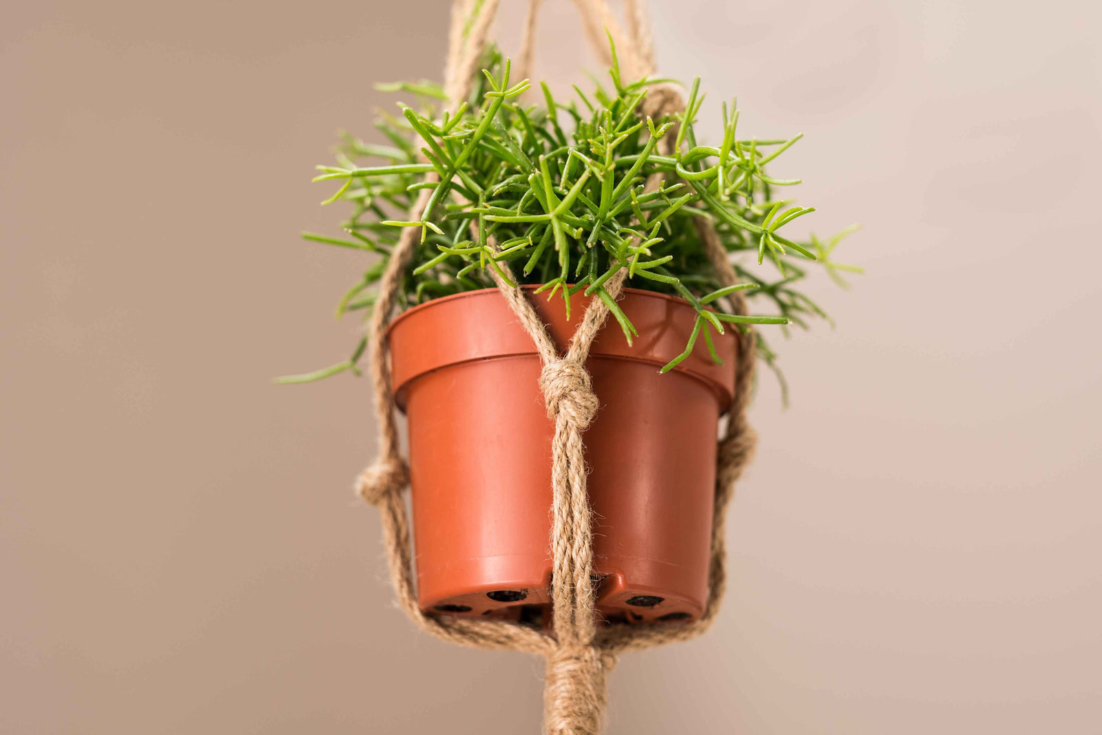 macrame plant hanger