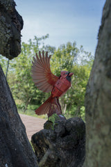 North American Cardinal 3D Bird Puzzle