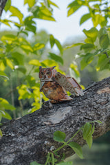 Great Horned Owl 3D Bird Puzzle