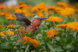 Hummingbird 3D Bird Puzzle