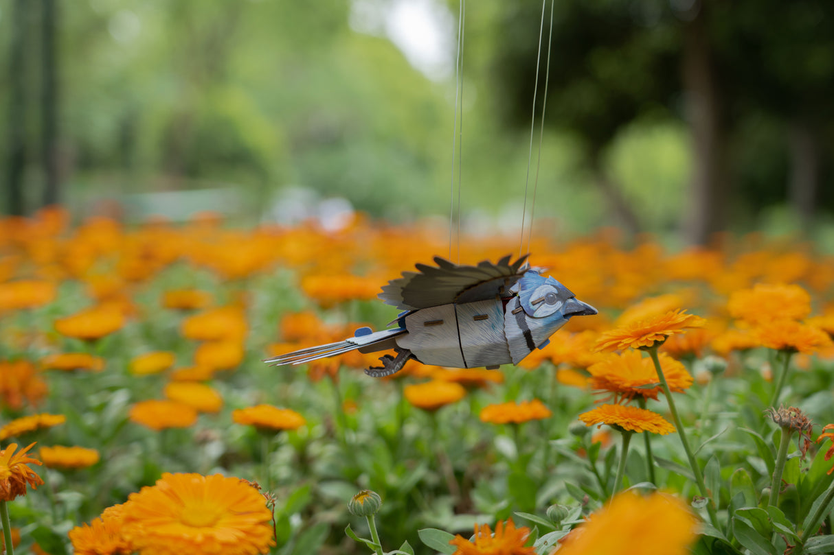 Blue Jay 3D Bird Puzzle